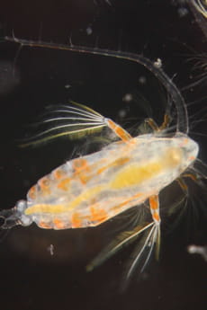 l'expédition tara océan étudie la diversité génétique des microorganismes