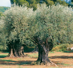 le parrain a le droit à l'intégralité de l'huile d'olive produite par son arbre.