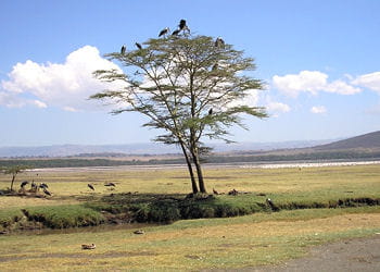 kenya