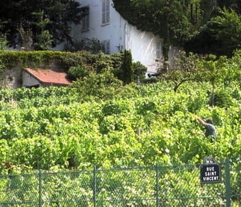 les vignes du clos montmartre.