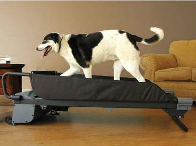 si votre chien a besoin de faire du sport et ne craint pas le ridicule...