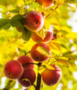 les produits à base d'algues de goëmar dopent la croissance des plantes et