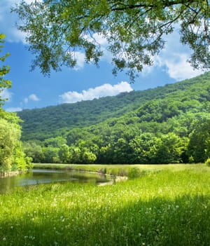 l'avenir des forêts est incertain en france.