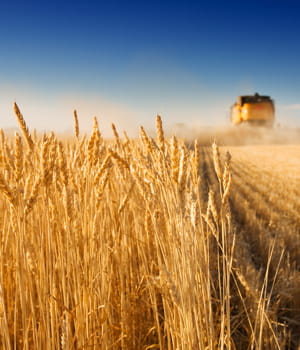 le réchauffement climatique va remettre l'exploitation de certaines cultures.