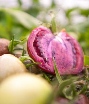 ces tomates violettes contiennent des antioxydants favorisant la prévention du