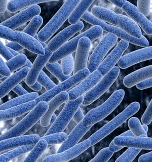 sti biotechnologie travaille sur la nutrition animale, la nutrition aquacole et