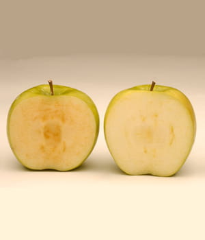 a droite, une pomme normale. a gauche, la pomme arctique qui ne s'oxyde pas à