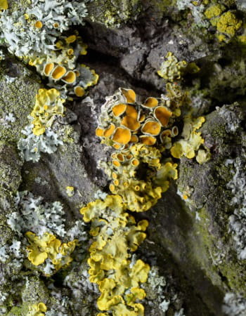 un obscur ouvrage sur les lichens a sauvé amazon de la faillite