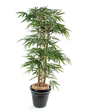 bambou en pot