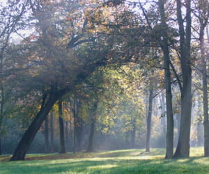 a saint-cloud.