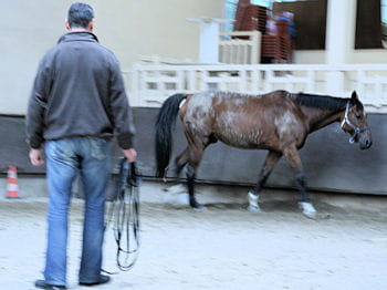 il est presque difficile au coaché de regarder son cheval trotter sans agir