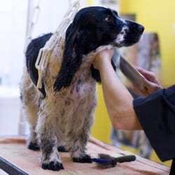 le toilettage pour chiens a le vent en poupe