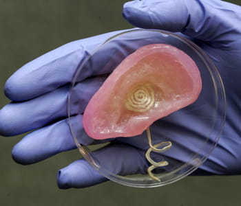une équipe de chercheurs de l'université de princeton a imprimé une oreille