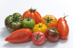 les variétés anciennes de tomates connaissent un franc succès.