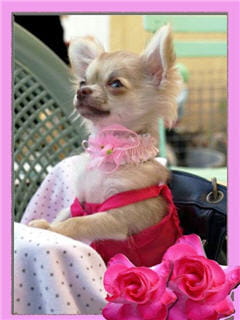 tout pour habiller son chihuahua