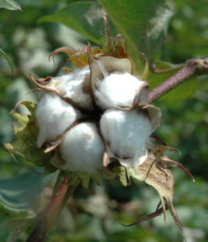 les graines de ce coton ogm pourraient être utilisées pour l'alimentation