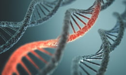 les médicaments ne sont pas assimilés de la même manière par l'organisme selon