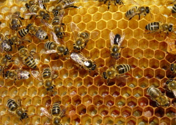 l'abeille est une espèce en voie de disparition.