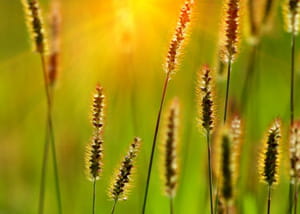 les plantes qui repoussent naturellement chaque année nécessitent beaucoup moins