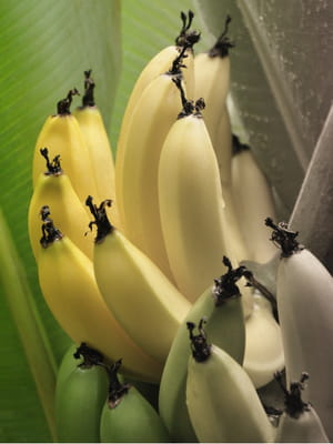la banane cavendish, que l'on croyait résistante aux maladies, est à son tour