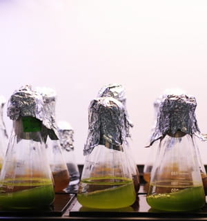 fermentalg produit des molécules chimiques à partir de microalgues.