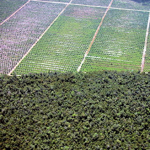 les plantations de palmiers à huile grignotent la forêt tropicale en indonésie.