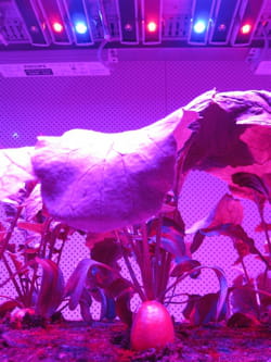 plantlab