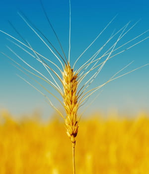 le blé est la deuxième céréale la plus cultivée au monde et son rendement tend à