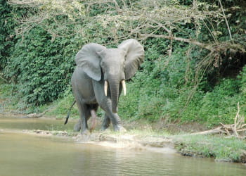dans le parc de nouabalé-ndoki, on peut admirer des gorilles, éléphants,