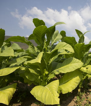 la culture du tabac comme biocarburant évite la concurrence de l'usage