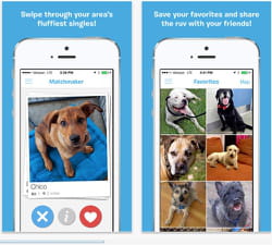des chiens à adopter, près de chez vous.