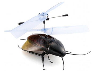 cafard volant