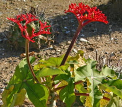 contrairement aux autres biocarburants, le jatropha n'entre pas en concurrence