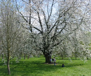 au chesnay.