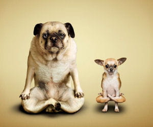 yoga cats & dogs