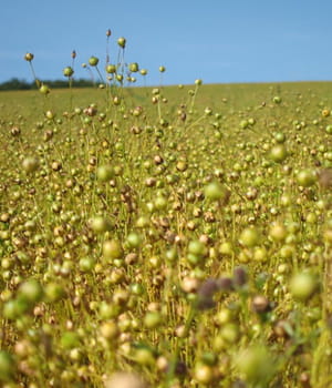 la cameline génétiquement modifiée produit autant d'omega 3 que l'huile de