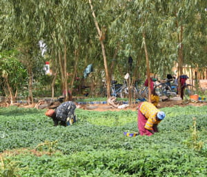 des cultures maraichères en afrique.