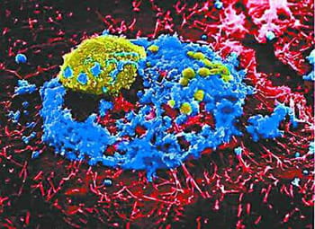 la defcon accueillera cette année un concours de conception de virus. le but :