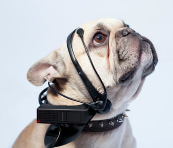 le casque no more woof reconnaît les émotions des chiens.