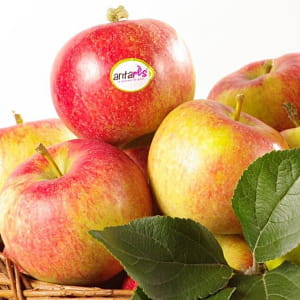 la pomme antarès tente de s'imposer sur le marché parmi les autres marques.