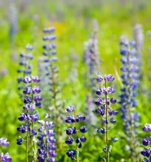 le lupin est capable de solubiliser le phosphore du sol afin de le rendre à