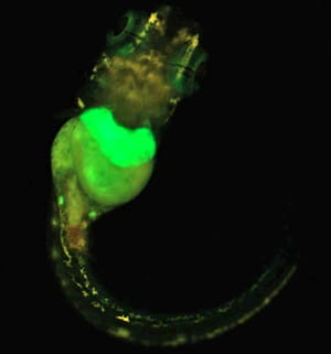 watchfrog utilise des alevins fluorescents comme marqueurs de polluants.