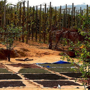 une plantation de poivre à phú quá''c au vietnam