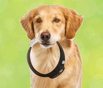 le collier pour chien voyce veille à la santé de son animal préféré.