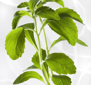 le rébaudioside a, édulcorant extrait de la stevia, est 100% naturel.