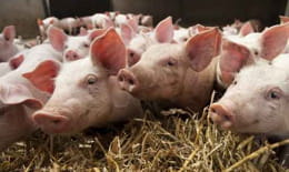 le bgi chinois produit environ 500 porcs clonés par an, avec un taux de réussite