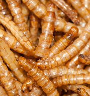 les insectes et les larves, riches en protéines, constituent un aliment de choix