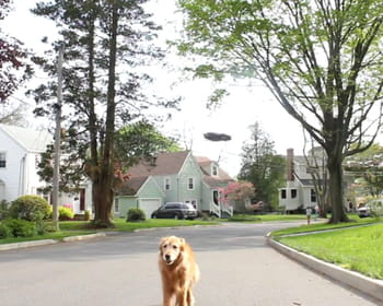 le drone promeneur de chien.