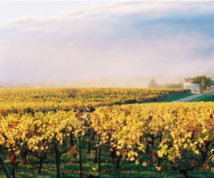 des vignes à saint emilion.