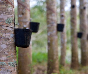 des gouttes de latex tombent dans un seau dans la plantation michelin de bahia.